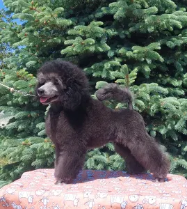 Poodle Miniature - Kevin Disney Dream