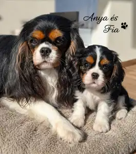 Cavalier King Charles Spaniel - Lorenzo