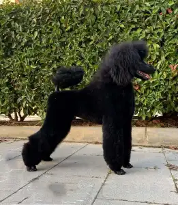 Poodle Standard - Felipe