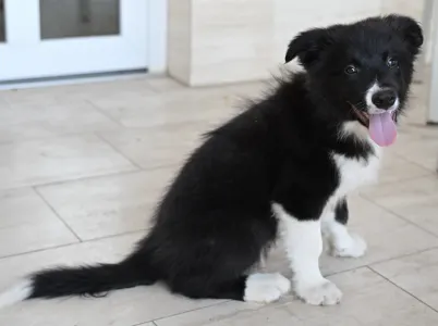 Border Collie - Cool Dark Design