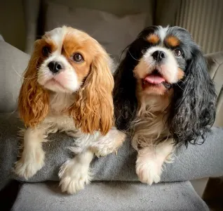 Cavalier King Charles Spaniel - Redstone Cavalier