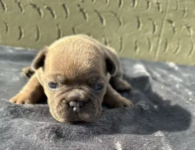 Francuski buldog - Kira