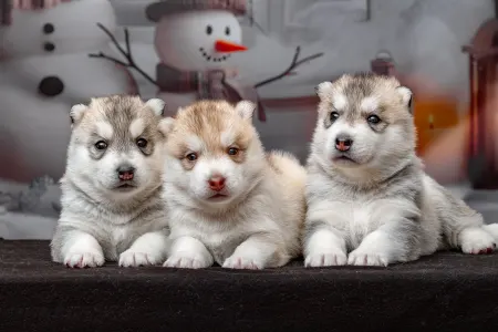 Husky siberian - Pink