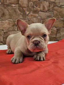 French Bulldog - Domonkos