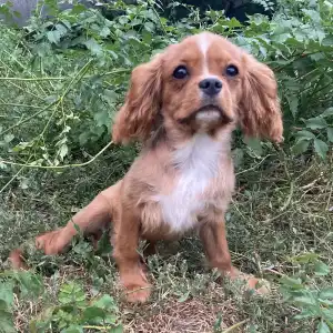 Cavalier King Čarles Španiel - Leo (volt Dancy)