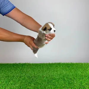 Welsh Corgi Pembroke - Checky