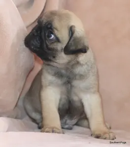 Pug - Dobby On Hold