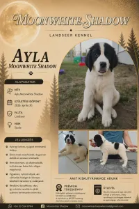 Landseer - Ayla