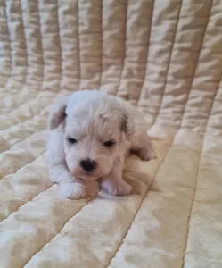 Bichon frisé - Nathan