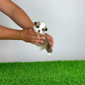 Welsh Corgi Pembroke - Chammy