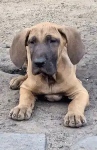 Fila Brasileiro - Igor De Oro Puro 