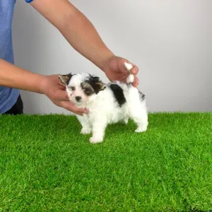 Biewer Terrier - Olina