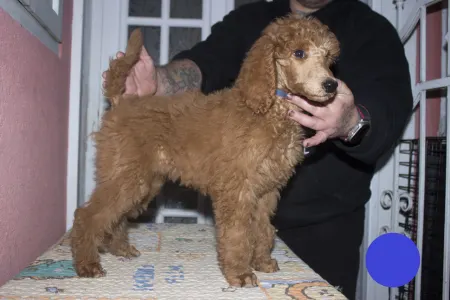 Poodle Standard - Julius Ceasar