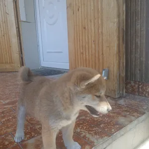 Shiba - Scamp Crowd Fantana