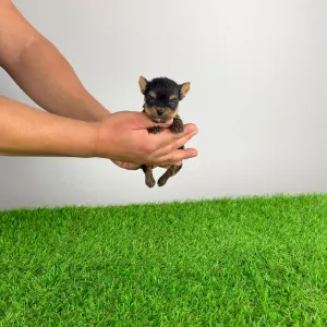 Yorkshire Terrier - Kick