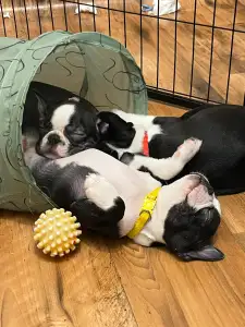 Boston Terrier - Miracle Jewel 
