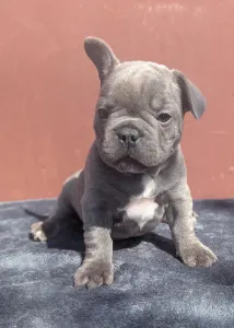 Francouzský buldoček - Ashur