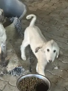 Afgánský chrt - Xayra