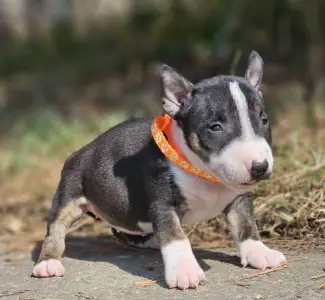 Miniatűr bullterrier - Petra