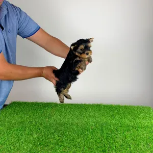 Yorkshire Terrier - Zonky