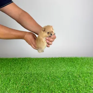 Pomeranian - Siena