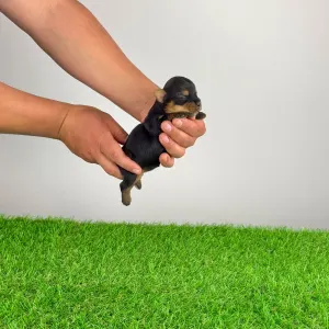 Jorkšírský teriér - Wanda