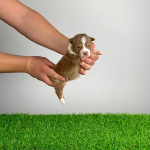 Australian Shepherd - Beira