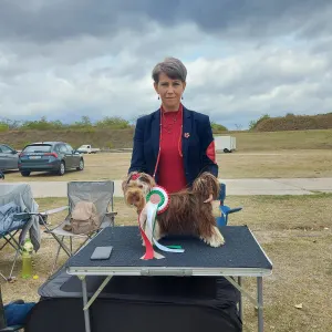 Střední pudl - Giant Miracles Poodle Kennel