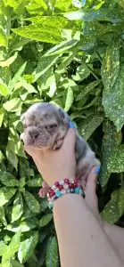 Francia bulldog - Henry