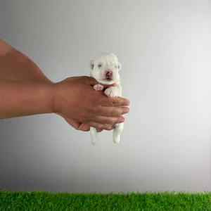 West Highland White Terrier - Jogi