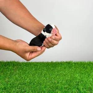 Boston Terrier - Kessie