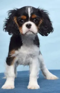 Cavalier King Charles spániel - Yoana