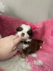 Miniature American Shepherd - Red Tri Szuka/neonzöld Nyakörv