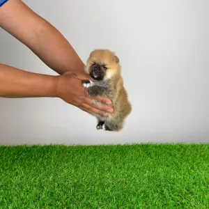 Spitz tedesco piccolo - Bennet