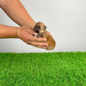 German Pomeranian Spitz - Poppy