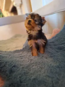 Yorkshire Terrier - Yorkshire Toy M