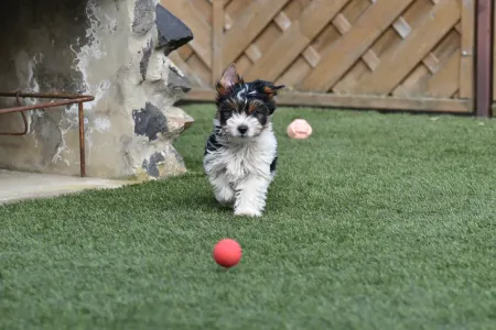 Biewer Terrier - Lotto