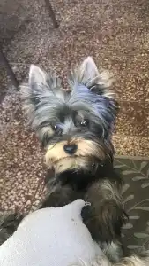 Yorkshire Terrier - Deci Imolayorki