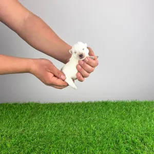 West Highland White Terrier - Irie
