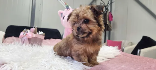 Biewer Terrier - Mira