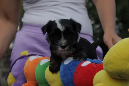 Terrier tibetan - Kim