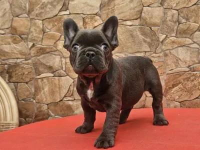 Französische Bulldogge - Dodó