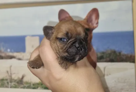 Buldog francuski - Esko