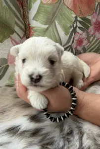 West Highland White Terrier - Boss