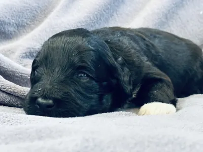 Portugál vízikutya - Rodrigo