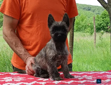 Cairn Terrier - George