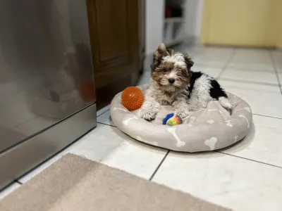 Бивер-йоркширский терьер - Quartz