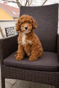 Pudeli de jucarie si pitici - Szofi