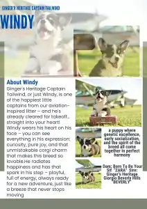 Pembroke Welsh Corgi - Gingers Heritage Captain Tailwind 