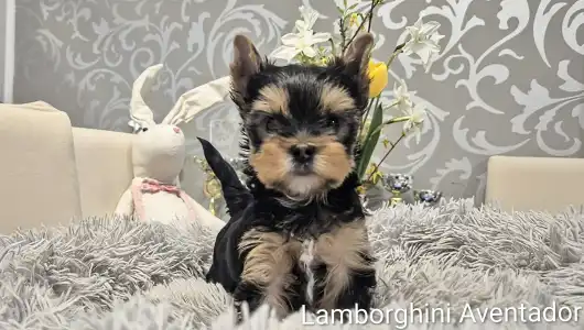 Yorkshire Terrier - Lamborghini Aventador
